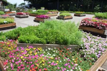 Beds of flowers