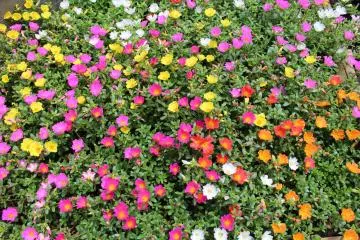 Multi-coloured small flowers
