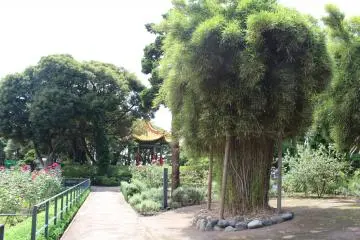 Exotic tree