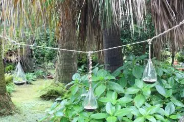 The exhibition of plants