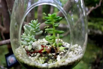 A close of one of the plant creations