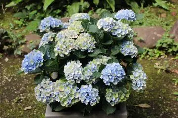 Some more gorgeous ajisai