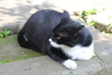 One of Enoshima's many cats