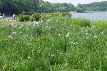 The lush green of Mizumoto Park in (Photo: <a href="https://commons.wikimedia.org/wiki/File:Mizumoto_Park-1.jpg" target="_blank" rel="noreferrer noopener nofollow">江戸村のとくぞう</a> / <a href="https://creativecommons.org/licenses/by-sa/4.0/deed.en" target="_blank" rel="noreferrer noopener nofollow">CC BY-SA 4.0</a>)
