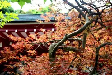 Beautiful tree, red in summer