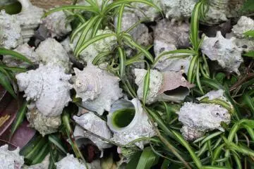 Shells are used as decorations
