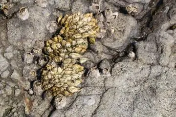 Live shells on the rocky coast