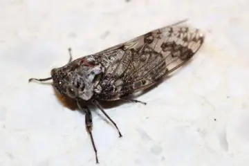 A cicada, rescued after this shot