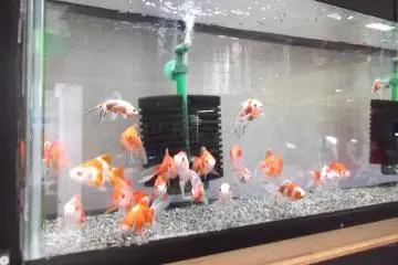 <p>Fish for sale at the pet store</p>