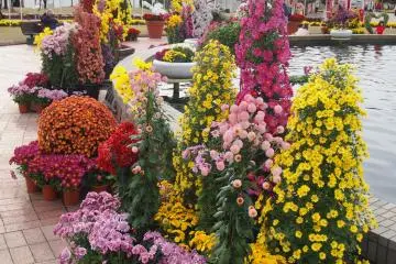 Beautiful blooms (Photo: <a href="https://commons.wikimedia.org/wiki/File:Takefu_Chrysanthemum_Doll_Festival_2014-03.jpg" target="_blank" rel="noreferrer noopener nofollow">TR15336300101 / CC BY-SA 4.0</a>)