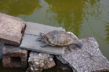A turtle enjoying itself in Arakawa Nature Park (Photo: <a href="https://www.flickr.com/photos/o_0/9449740074/" target="_blank" rel="noreferrer noopener nofollow">Guilhem Vellut</a> / <a href="https://creativecommons.org/licenses/by/2.0/" target="_blank" rel="noreferrer noopener nofollow">CC BY 2.0</a>)