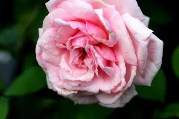 Pink roses are my favourite