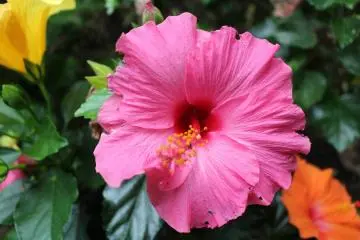 Hibiscus