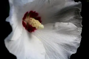 The tender hibiscus flower