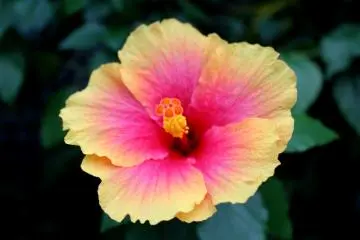 Multi-coloured hibiscus