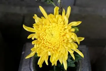 Chrysanthemums also can be seen in summer