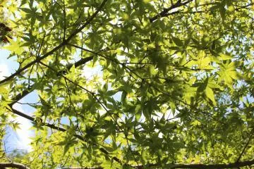 Green shelter of momiji