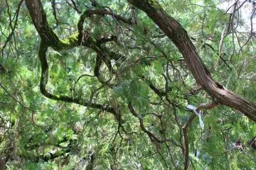 Big trees of Gotokuji Temple