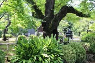 Gotokuji Temple