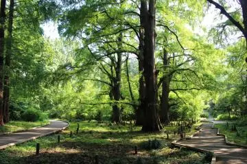 Shade in Shinjuku Gyoen