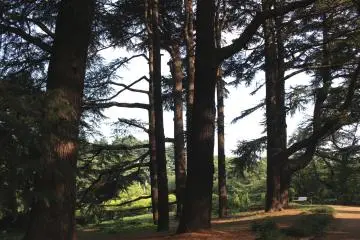 The large trees of Shinjuku Gyoen