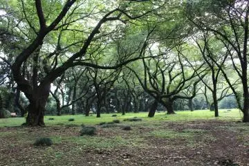 Sakura in Shinjuku Gyoen