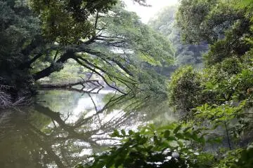 One of the green corners of the Shinjuku Gyoen