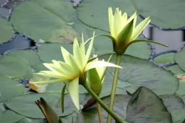 Water lily