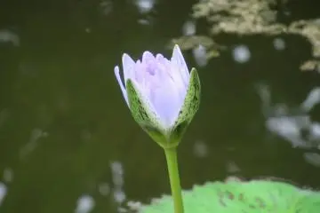 Water lily