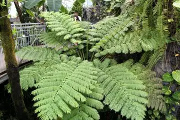 Huge fern