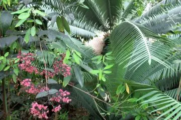 Exotic plants