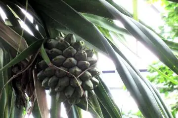 Exotic fruits