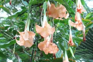 Hanging flowers