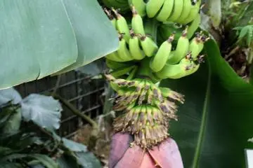 Banana tree