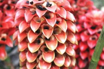 Pineapple ginger
