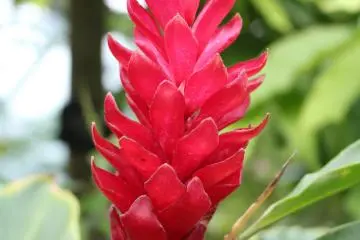 Heliconia