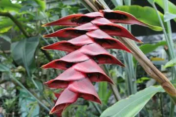 Heliconia of another kind