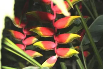 Heliconia come in several varieties