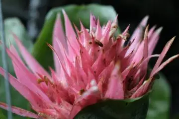 Aechmea
