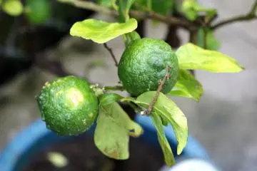 Lemons