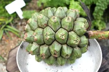 Some exotic fruit