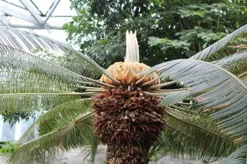 Top of the palm