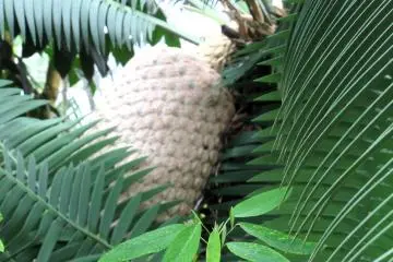Another unknown species