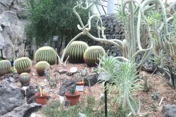 Cacti corner