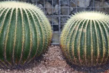 Two cacti