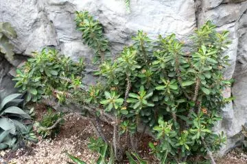 Euphorbia plant