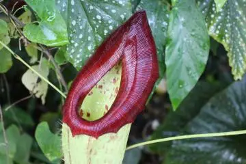 The carnivorous Nepenthes attenboroughii