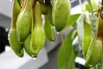 Some more fruit