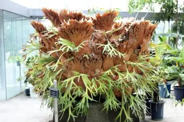 Tropical plant