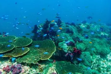 Nobeoka has the best scuba diving and snorkeling in Kyushu with its coral reefs